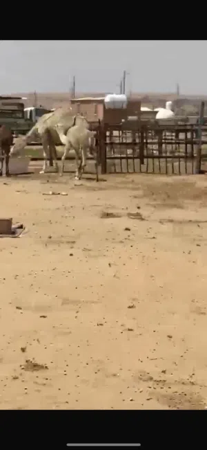 ناقتين للبيع