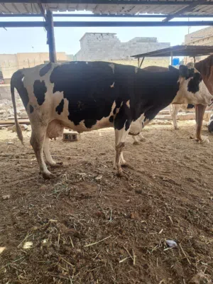 هايشه صلمه خشنه وعاليه حامل طابه بشهرها الحليب ماشاءالله