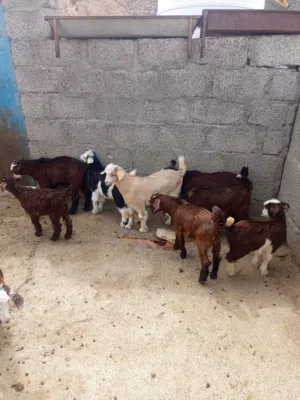 مراضيع جدايه وصخلان  وكبش واحد للبيع الصحة ممتازة