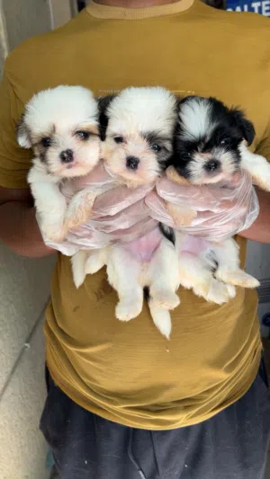 Shetzoo puppy’s
