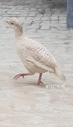 مطلوب صفارد كريمي فرخ