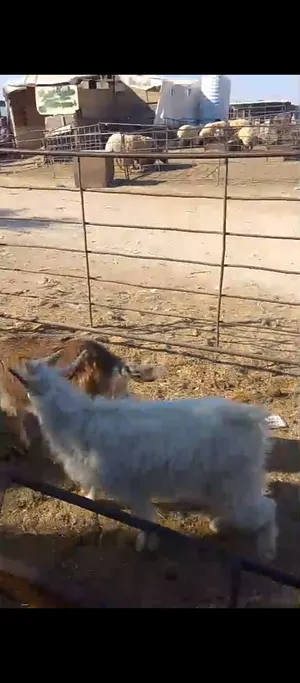 Goats0