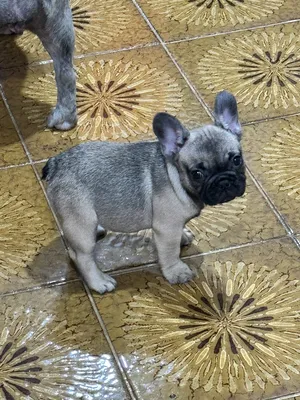 French bulldog