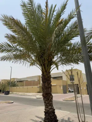 5 نخبل منهن خلاص وخنيزي للبيع
