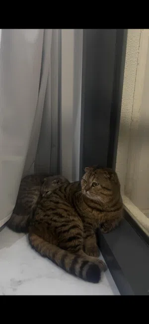 Cat siblings