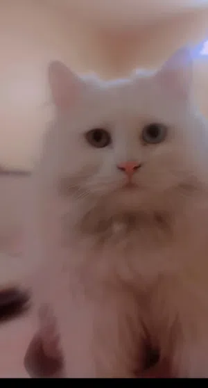 Beautiful kittens breed angora and shrazy.