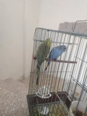 جوز عصافير الحب بألوان مختلفه