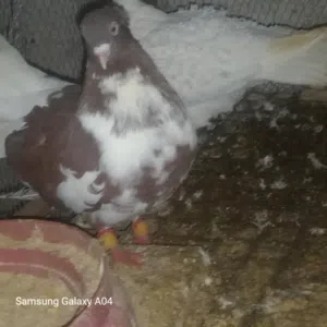 موجود 22 جوز للبيع كل انواع