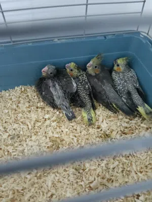 فراخ كوكتيل للتأكيل اليدوي قريبين من الفطام