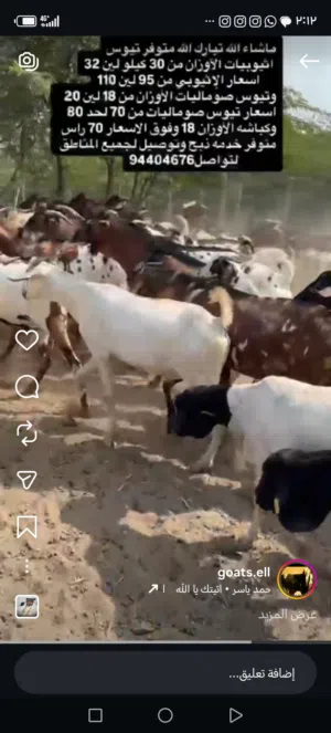 ماشاء الله تبارك الله ذبايح سمان واحجام ضخمه