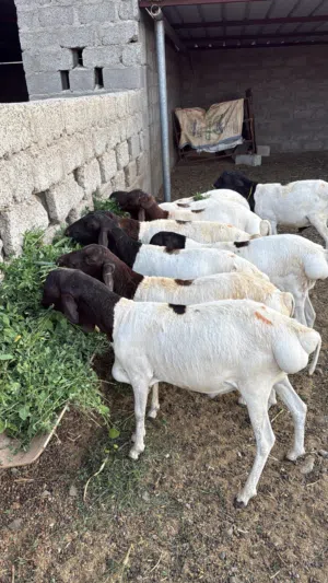 كباشة صومالية مطعومة