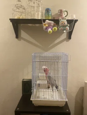 فندقه للطيور و القطط و الحيوانات الأليفة