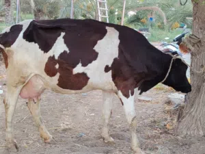 بقره فريزين مربيه عجله