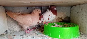 Pigeons1