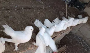 حمام للبيع