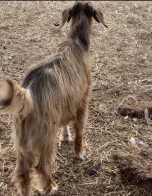 تيوس مخصايات للبيع