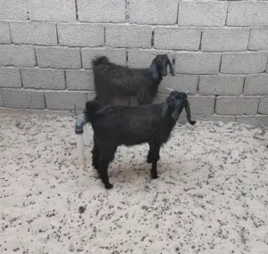 بسم الله  توكلنا على الله  جدي وعناق وطنيات للبيع مع بعض أعمارهم حوالي 4 شهور
