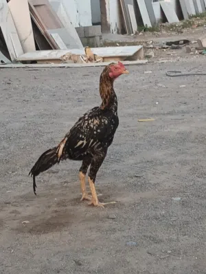 Pakistani bread jawa 100 person quality fighter chicken