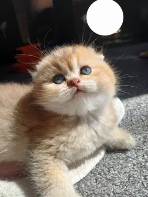 سكوتش فولد وستريت