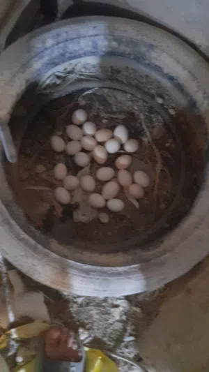 بيض بلدي مخصب