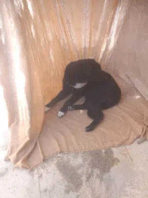 يشبه هذا الكلب مزيجًا من سلالات الرعي، مثل البوردر كولي (Border Collie) أو لابرادور (Labrador)