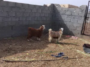 للبيع بكار ثنتين ما شاء الله امورهن طيبه واللي يريد حال تربية او يذبح ما شاء الله ممتازت