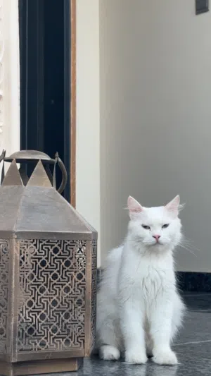 قطه للبيع جميله