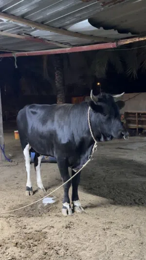 اعيل نمساوي  ماقالع670قابل