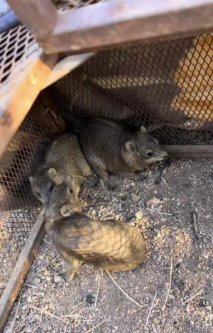 وبران برية عدد 9.   5 ذكور.  4 اناثي.   البيع جملة وتفريد