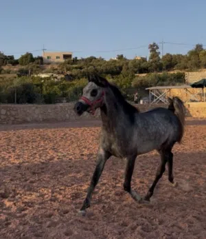 مطلوب مهر عربي بورق عمر اقل من 7شهور