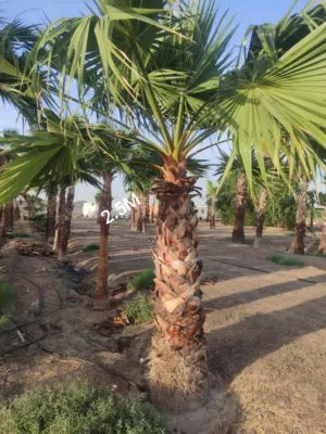 Washingtonia Palm