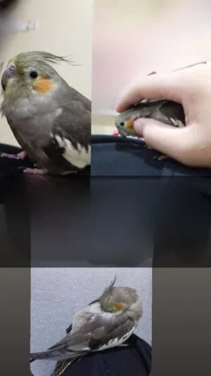 بغبغا كوكتيل اليف مرا مايعض وينفع للاطفال  للبيع بدون قفص