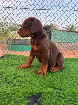 European Doberman puppies  جراوي دوبرمان اوروبي