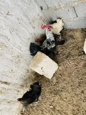 دجاج عربيً وفروج