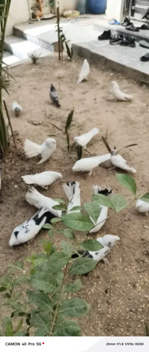 طيور للبيع