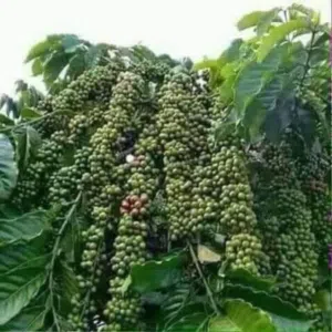 أبو يحي 