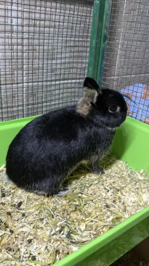 انثى هولندي القزم وأنثى نذرلاند القزم