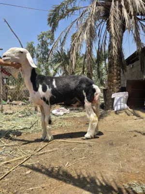 اللهم صل ع محمد وال محمد  ورجينه نجديه درجه اوله  مضرع 3اشهر من فحل اصيل  العنوان البصره مكلف بنشر