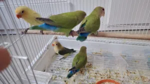 Beautiful 5 love birds & a pair of Cockatiels