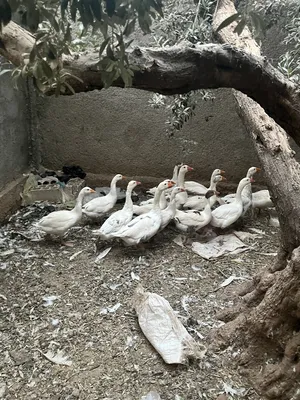 ‏حيوانات وطيور اخرى‏1