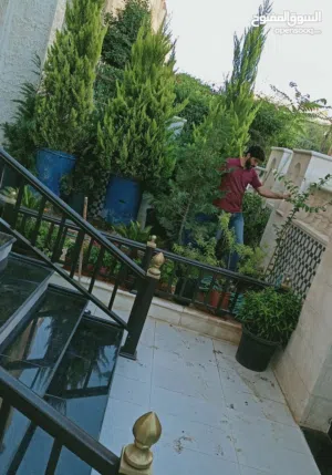 جولد ستار ايطالي سوري مختلف الانواع  سرو ايطالي سرو بلدي التوصيل الى مناطق المملكة