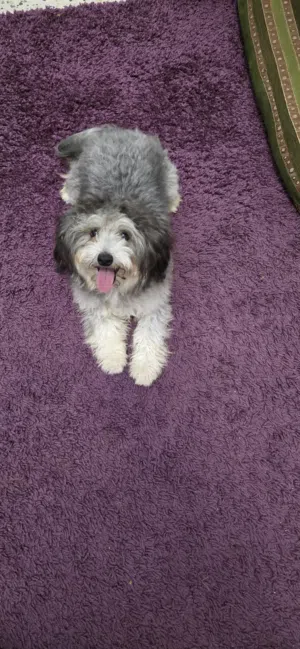 كلبه تشاو تشاو