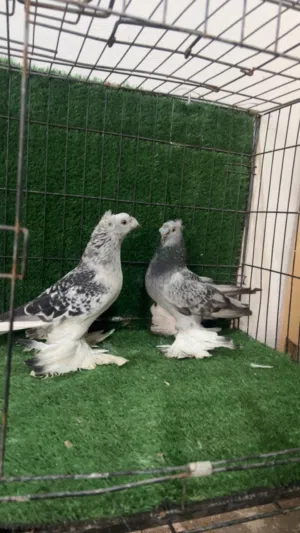 كوبية حمام زينه