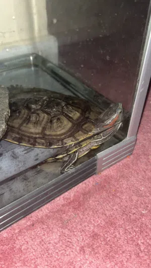 5 years old Red eared turtle with tank