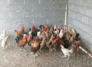 دجاج بياض مخلي