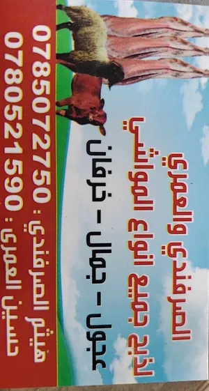 ‏أبقار‏0
