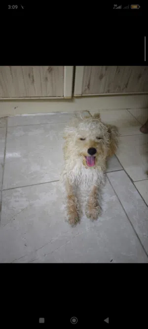 Yorkie puppies adoption