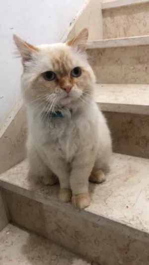اعتناء بالحيوانات الاليفة