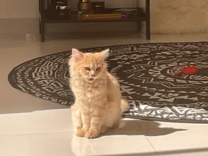 إعلان تبنّي قطة Cat for Adoption