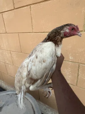 للبيع دجاجة مع فروخ 2